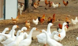 娱乐吃瓜酱大鹅,揭秘娱乐圈那些不为人知的幕后故事