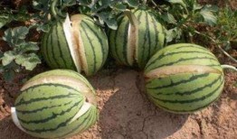 吃瓜星娱乐为什么说人类要吃盐,吃瓜星娱乐视角下的盐与人类生存之谜