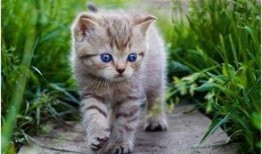 娱乐吃瓜小猫咪小说在线阅读,揭秘娱乐圈幕后风云